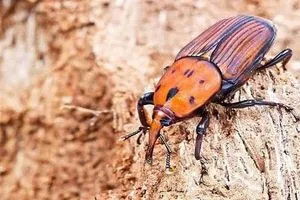 ديالى تستنفر دفاعاتها الخضراء السوسة الحمراء على أبواب بساتين النخيل وكالة بغداد اليوم الاخبارية
