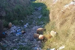 بالصور الجفاف يفتك بنهر المجرية في محافظة بابل بسبب انقطاع الإمدادات المائية