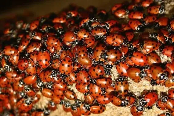 بريطانيا أسراب الخنافس تغزو المنازل مع اقتراب الشتاء فيديو شفق نيوز