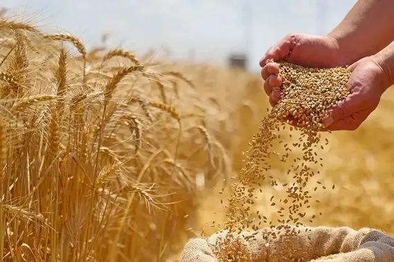 بعدما وصل انتاجه لنحو 8 التجارة تعتزم تحقيق اكتفاء ذاتي بمادة الطحين الصفر