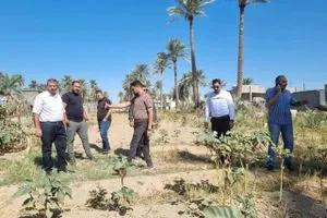 بأمر قضائي بيئة الأنبار تزيل نبات الداتورا السام في الحبانية