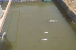 شرطة النجف تعلن القبض على صاحب بحيرة أسماك لوث مياه نهر الكوفة