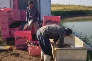 نصف إنتاج الأسماك الإيرانية في قصر شيرين يصدّر إلى العراق