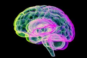 دراسة تكشف آلية جديدة لحماية الدماغ من التلف المرتبط بمرض ألزهايمر