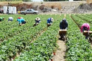 ترامب يعلن دعم المزارعين المتضررين من الرسوم الجمركية بـ 12 مليار دولار