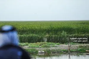 بعد الأمطار الأخيرة الزراعة تضع خطة لزيادة المساحات المزروعة من الحنطة والشعير وكالة الانباء العراقية واع