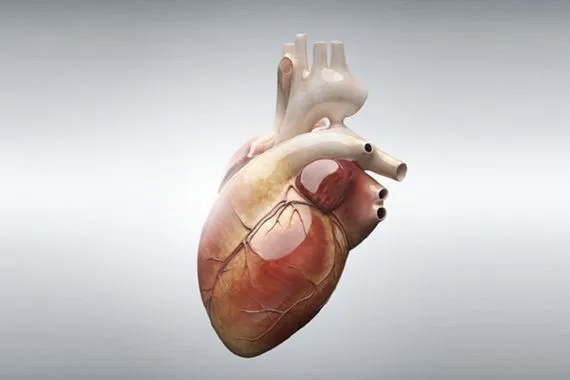 تطوير نماذج قلبية ثلاثية الأبعاد تفتح آفاقًا جديدة لفهم الرجفان الأذيني