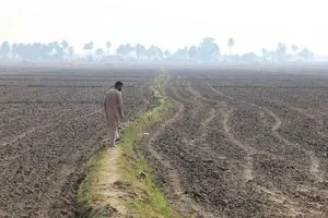 بسبب المياه أحلام العراق بالاكتفاء الذاتي من القمح تتبدد