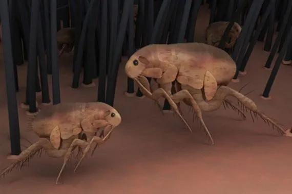 الكونغرس الأمريكي يفتح تحقيقا حول استخدام القراد كسلاح بيولوجي