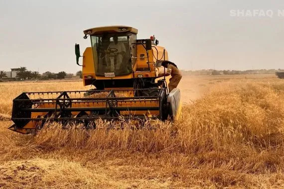 الجفاف يهزم القمح العراقي ويسقط حلم الاكتفاء الذاتي شفق نيوز