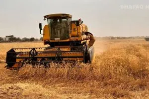 الجفاف يهزم القمح العراقي ويسقط حلم الاكتفاء الذاتي شفق نيوز