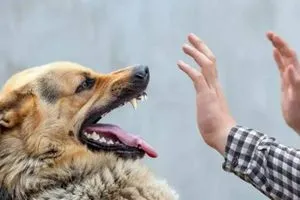 العراق يُسجل 50 ألف إصابة بعضة الكلب و19 حالة وفاة خلال العام الماضي