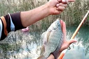 تبدأ منتصف شباط وتنتهي في تموز أوقات منع صيد الأسماك بحسب المحافظات وثيقة