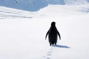 البطريق المتوحد القصة الكاملة والمصير المجهول ما أكّده الخبراء بعكس ما اشتهاه المتابعون