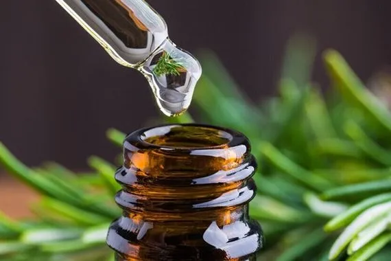 باحثون مستخلص إكليل الجبل يحارب التهاب الدماغ المصاحب لعلاج السرطان