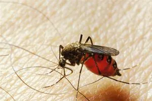 ظاهرة تهدد بانتشار أمراض مميتة تحذيرات من تزايد تعطش البعوض لدم الإنسان